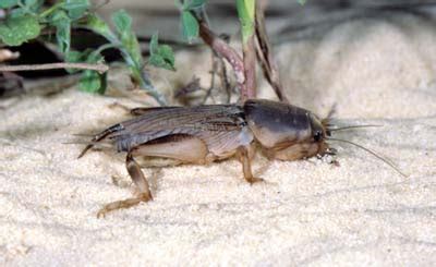 UF/IFAS Vegetable Arthropod Pest Photographs CD-ROM II