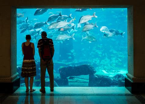 SEA LIFE Aquarium @ Rivercenter Mall - Opening in 2018 - jcutrer.com