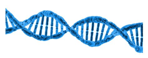 Chargaff's Rule - What is Chargaff's Rule of Base Pairing? | Toppr