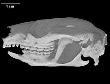 Digimorph - Hemibelideus lemuroides (lemuroid ringtail possum)