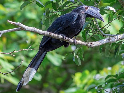 Black Hornbill - eBird