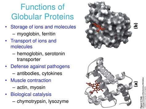 PPT - CHAPTER 5 Function of Globular Proteins PowerPoint Presentation, free download - ID:591912