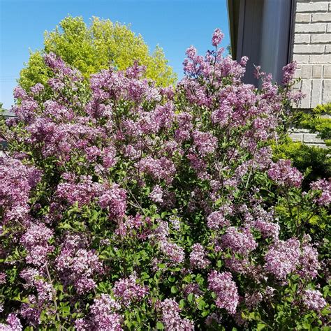 Pruning Lilacs | Plant Addicts