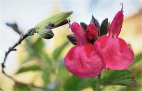 Living Rootless: El Paso: UTEP: Pink Flowers