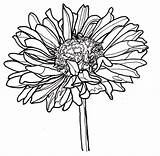 Zinnia Coloring Pages  Best For Kids Flower Line sketch template