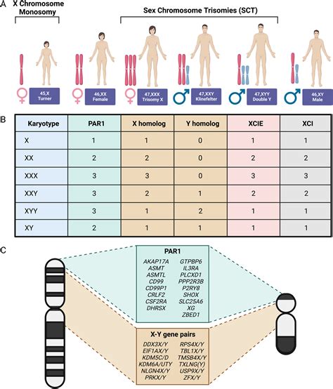 Xxxy Chromosome Syndrome