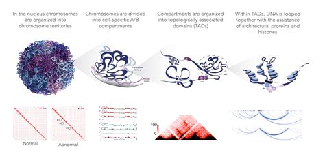 Genome-Wide HiC – Arima Genomics