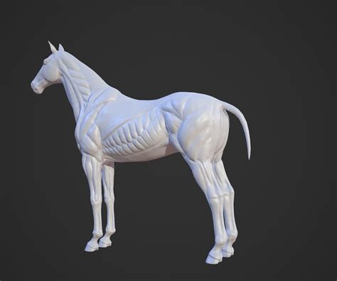 ArtStation - Animals - Horse Anatomy Skin Ecorche | Resources