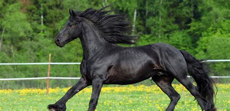 How to Grow Manes - Horse Grooming Solutions