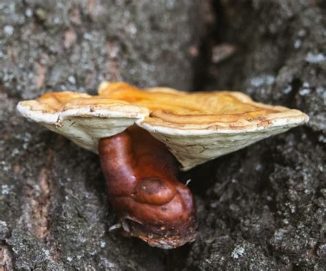 Reishi Mushroom Identification and Foraging Guide