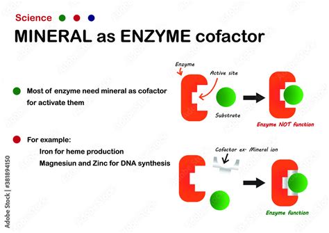 Science diagram explain mineral as cofactor or coenzyme for enzyme function in cell Stock ...