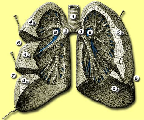 Oblique fissure - wikidoc