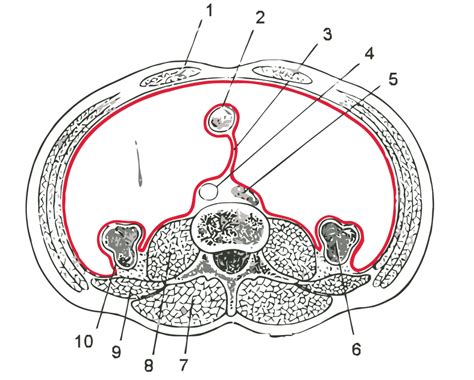 File:Gray1038 vector.svg - Wikimedia Commons