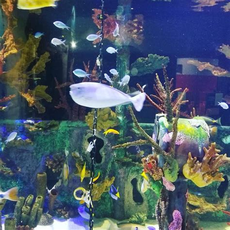 Milestone Alert! Great Lakes Aquarium Surpasses Record Attendance In ...