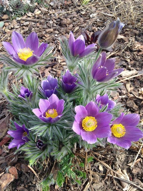 JeffCo Gardener: Landscaping With Colorado Native Plants Conference