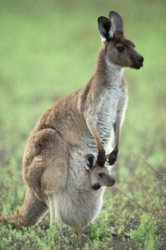 Western Grey Kangaroo with Joey in Pouch Photographic Print ...