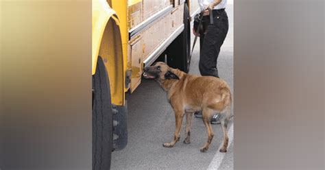 Bomb Dogs & Bomb Dog Handler Training | Officer