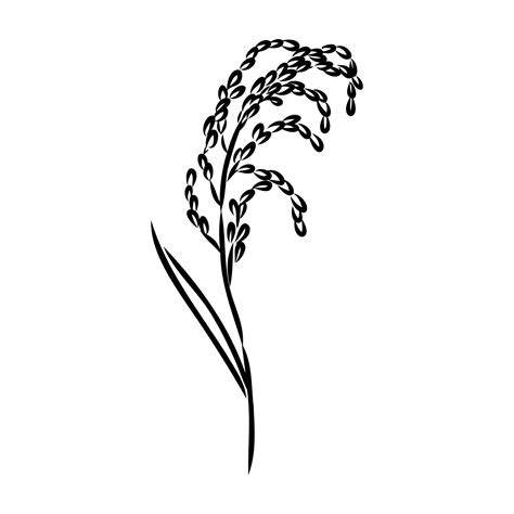 rice plant vector sketch 7307695 Vector Art at Vecteezy