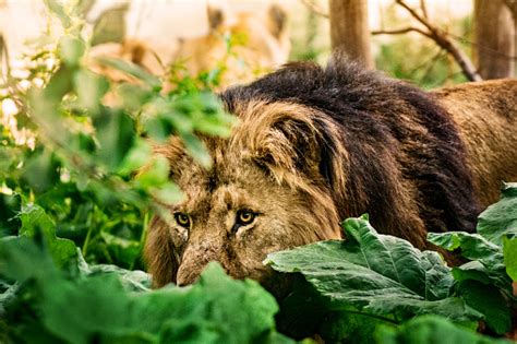 Lion Hunting Pictures | Download Free Images on Unsplash