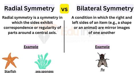 Difference Between Radial and Bilateral Symmetry