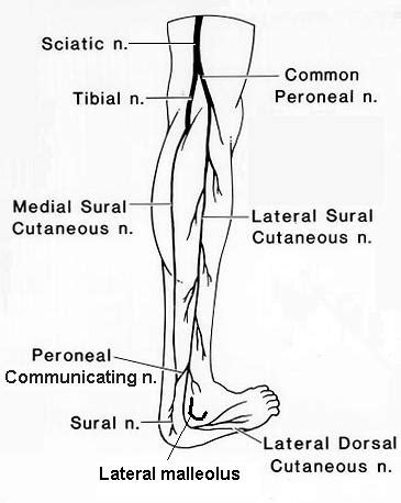 SURAL NERVE GRAFT HARVEST