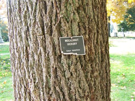 Carya tomentosa Mockernut Hickory Picture Detail