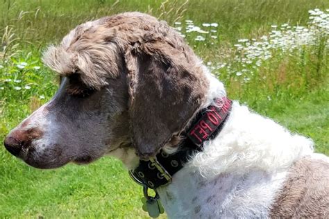 Pointer Doodle: German Shorthaired Pointer Poodle Mix