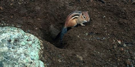 How to Fill Chipmunk Holes and Prevent Burrowing