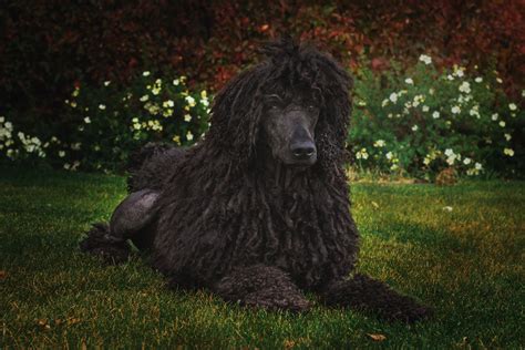 Poodles Don’t Shed! Well, sorta… The 411 on Poodle Coats. — Galavanting Poodles