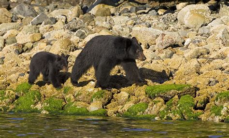 Pacific Rim Whales and Bears | Discover North America