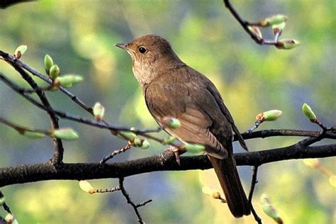 Nightingales in Literature - ThinkND