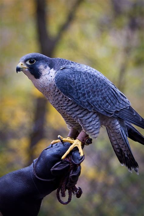 Peregrine | Beautiful birds, Pet birds, Birds of prey