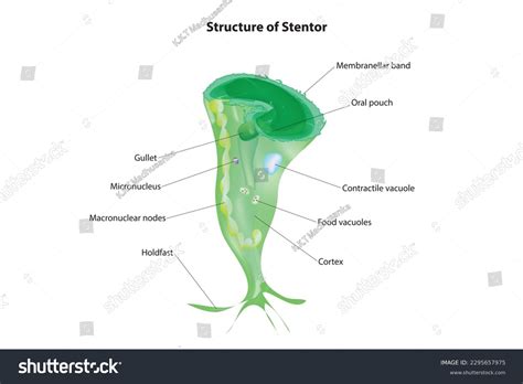 Stentor Labeled