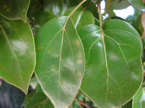 Trees of Santa Cruz County: Cinnamomum camphora - Camphor Tree