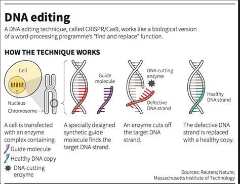 Crispr Cas9 | Bruin Blog