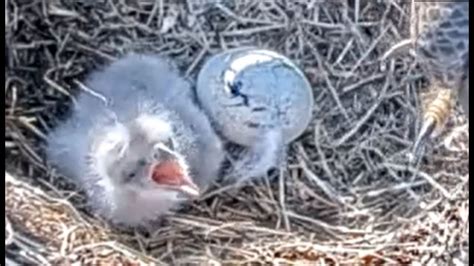 Berry College Eagles: Cam 2 views of Egg #2 - YouTube