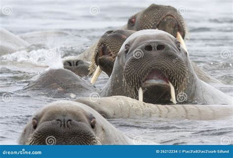 A surprised walrus face stock photo. Image of suprise - 26212234