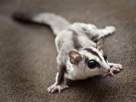 Are Sugar Gliders Good Pets? This is Human Relations You Must Know - Cabrito | Sugar glider ...