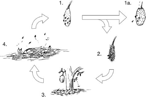 Proposed life cycle of the gall midge Clinidiplosis ultracrepidata. (1 ...