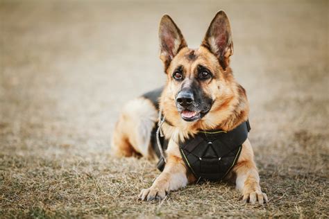 6 Police Dog Breeds That Help Law Enforcement | Great Pet Care