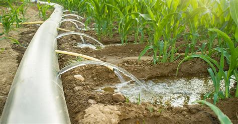 Furrow Irrigation Can Help Save Water, but What Is It Exactly?