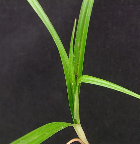 Yellow Nutsedge | Weed identification guide for Ontario crops | ontario.ca