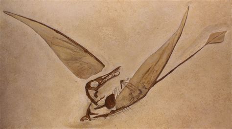 Pterosaurs - The Flying Reptiles - Evolution