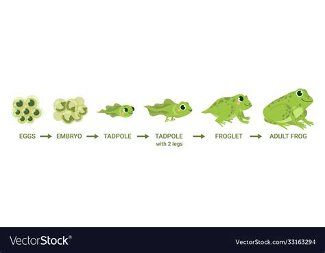 Frog life cycle egg masses tadpole froglet Vector Image