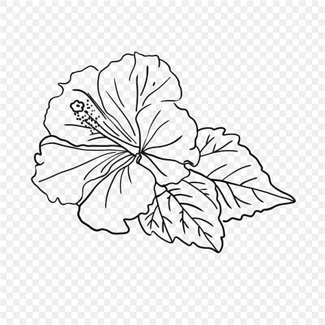 Tropical Flowers Line Drawing | Best Flower Site