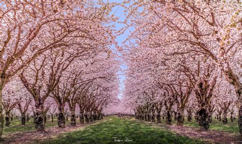 45 Charming Cherry Blossoms That Will Inspire Your Day - 500px