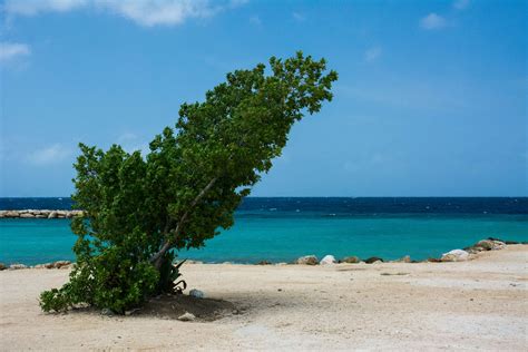 beach, crooked, leaning, lopsided, sea, storm, tree, wind 4k wallpaper - Coolwallpapers.me!