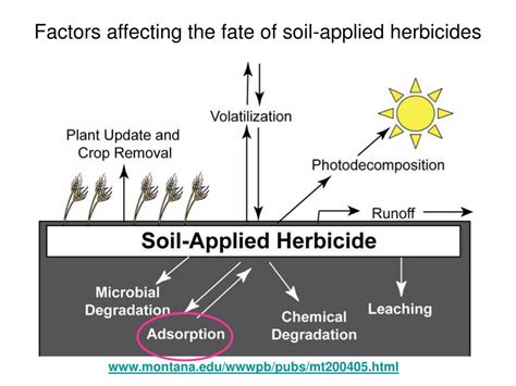 PPT - Sorption processes in soil PowerPoint Presentation, free download - ID:920950