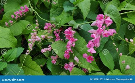 Mexican Creeper Flower In The Garden.Antigonon Leptopus, Commonly Known ...