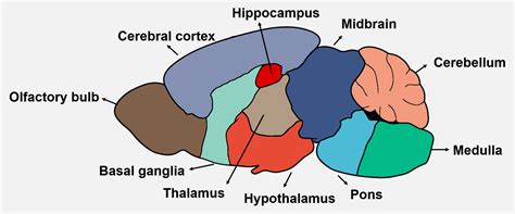 Mouse Brain Regions